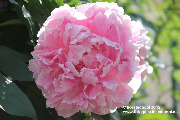 Rosa Pfingsrose (1)